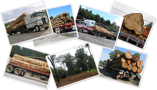 LOGGING COSTA RICA